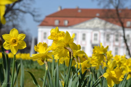 Daffodil in front of the castle in Berlin Friedrichsfelde